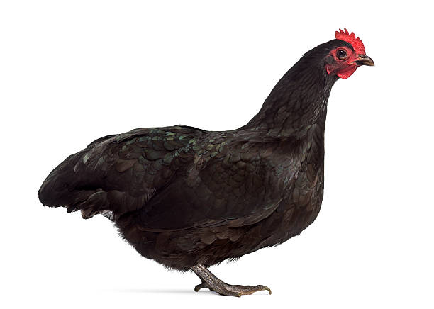 istock Side view of an Australorp chicken isolated on white 609719030