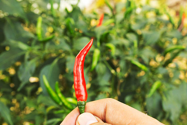 istock Red chili on hand, chili backyard organic farm at home. 609719762