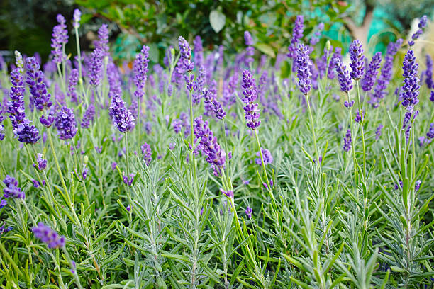 istock Lavender flower close up in a field 609721038