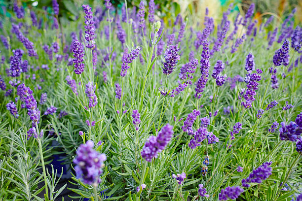 istock Lavender flower close up in a field 609721100