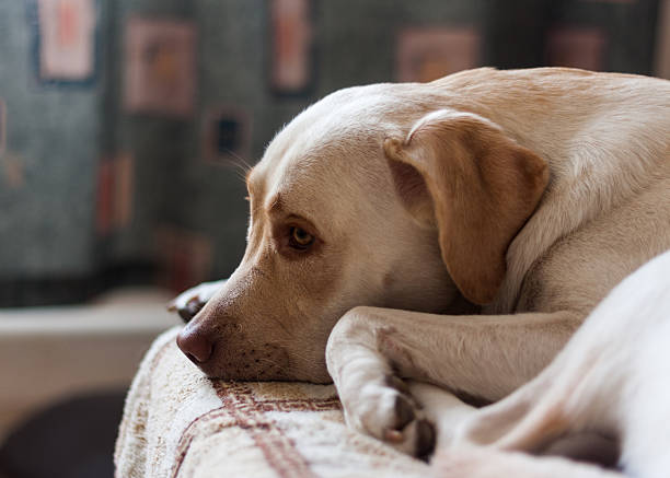 istock Lies looking into the distance,sad look. 609721546