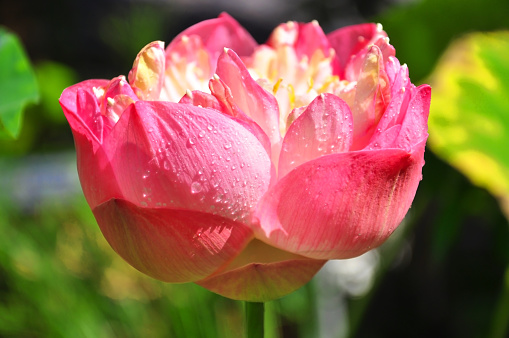 Beautiful pink lotus with  water drop,close up