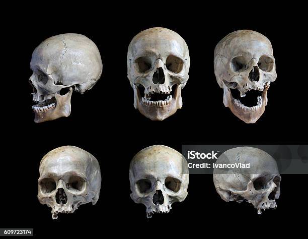 Skull Of The Person Stock Photo - Download Image Now - Human Skull, Human Skeleton, Cut Out