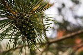 kegel-auf-dem-baum.jpg?b=1&s=170x170&k=20&c=wMdzJqFGuZIVxHbrzeRP35XKNdEO-HjzumDZrMyjsNk=