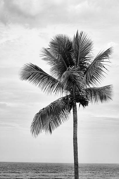 Coconut Tree Palm on the beach Ubatuba in Southeastern Brazil coconut palm tree photos stock pictures, royalty-free photos & images