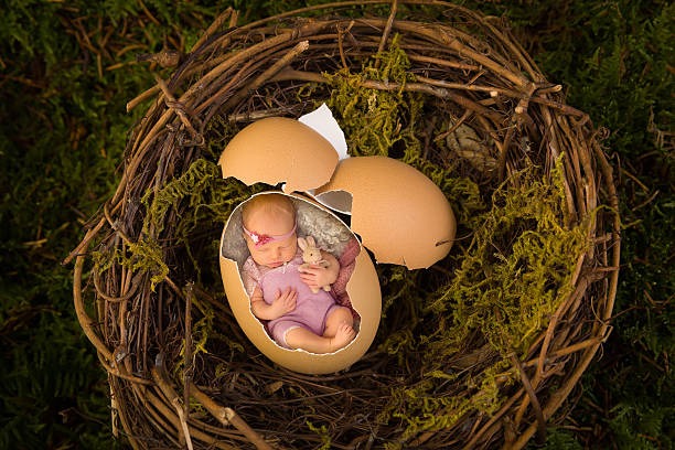 Newborn baby in bird's nest Adorable newborn baby sleeping in a broken egg in a nest.  Also available without the baby as a digital backdrop for your own baby. animal nest photos stock pictures, royalty-free photos & images