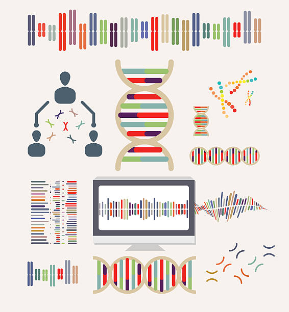 DNA and Chromosomes vector art illustration