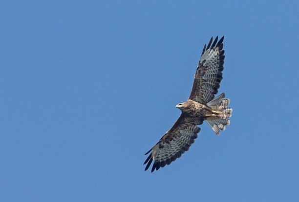 myszołów zwyczajny (buteo buteo)  - eurasian buzzard zdjęcia i obrazy z banku zdjęć