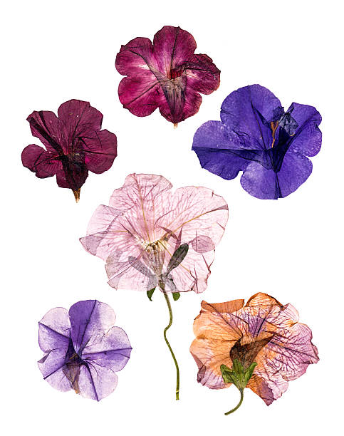 istock dried pressed colorful petunias 609728726