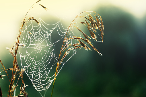 wet spider web between stalks of grain