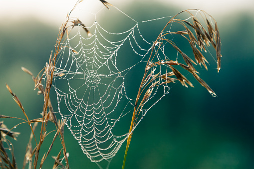 wet spider web between cornstalk, frontview