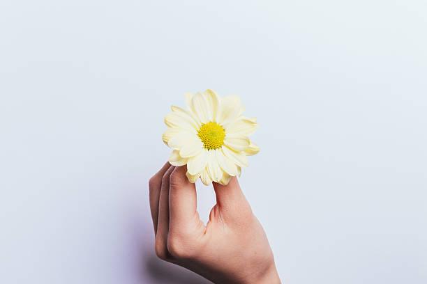 istock Yellow flower in a female hand on a light background 609729398