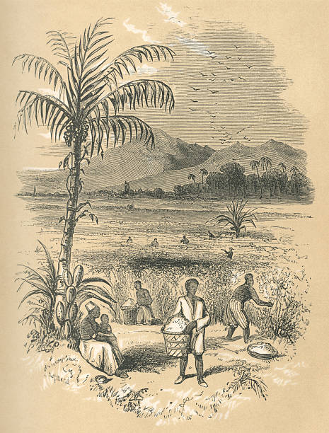 Slaves working in a Brazilian cotton field Black slaves at work in a cotton field in Brazil, South America. From “Peter Parley’s Annual - A Christmas and New Year’s Present for Young People” published in London by Darton & Co in 1851. slave plantation stock illustrations
