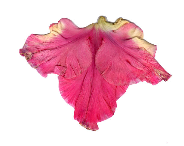 fleur de glaïeul sec pressée - gladiolus flower floral pattern single flower photos et images de collection