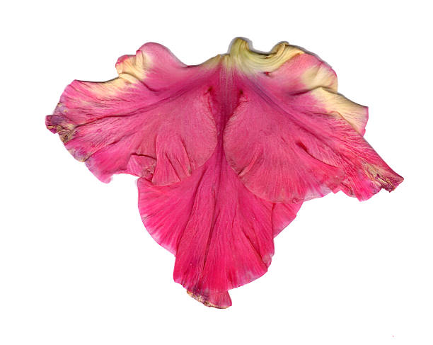 flor de gladiolus seco prensada - gladiolus flower floral pattern single flower - fotografias e filmes do acervo