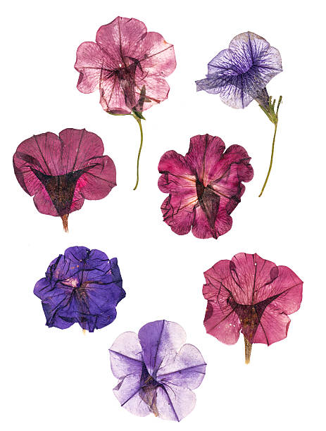 istock dried pressed colorful petunias 609729926