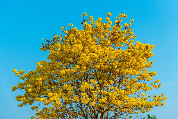 istock yellow flowers blossom in spring time on sky background. 609790918