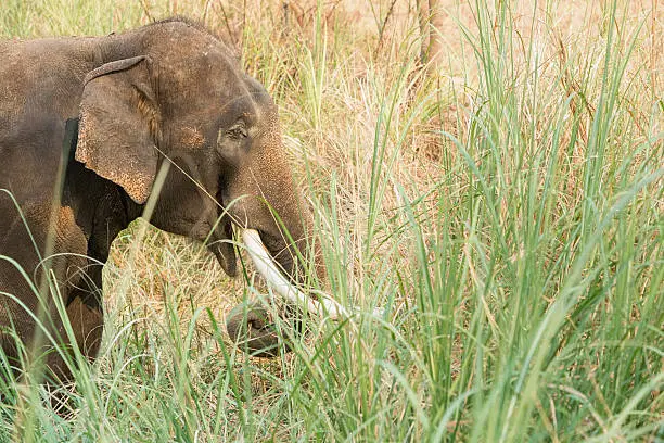 Photo of Asian elephant walking and eating grass