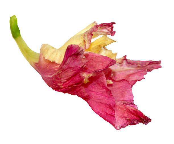 rouge fleurs de glaïeul - flower purple gladiolus isolated photos et images de collection