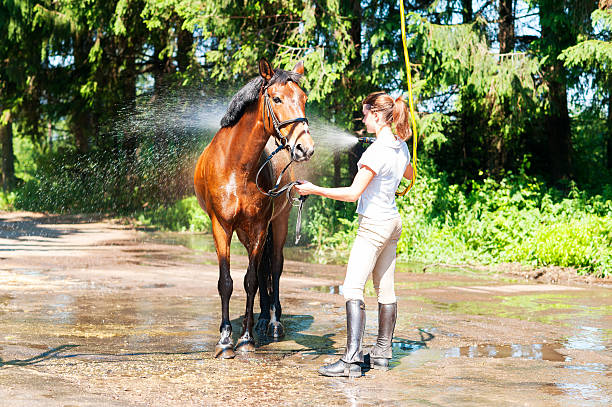 caballo castaño disfrutando de refrescarse en la ducha de verano - halter fotografías e imágenes de stock