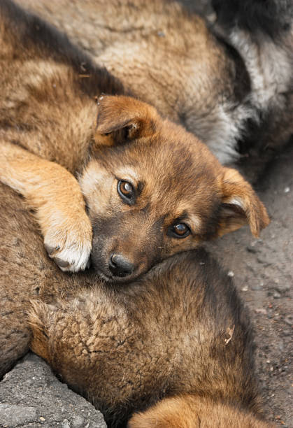 istock Sad stray puppy lies on another puppy 609792424