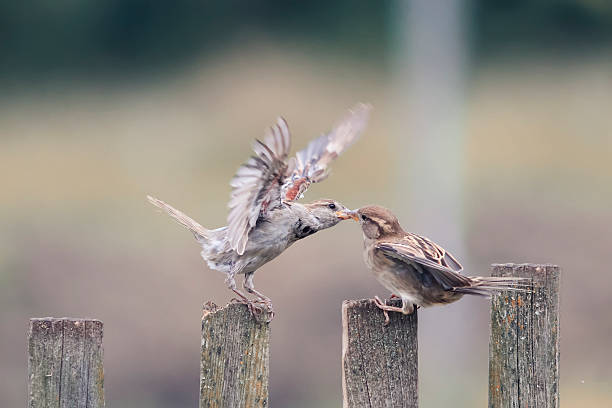 istock two bird sparrows on an old wooden fence 609793408