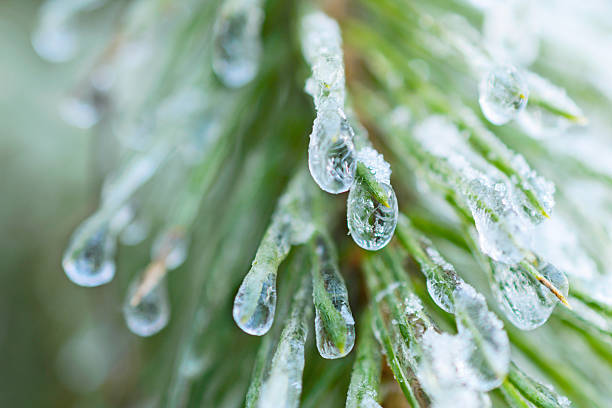 istock The frozen droplets of ice on pine needles. 609794190