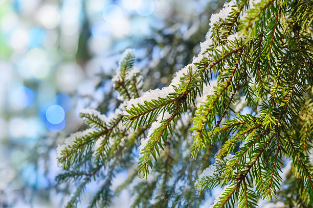 istock Fir branches covered with fresh snow, frozen droplets of ice. 609794510