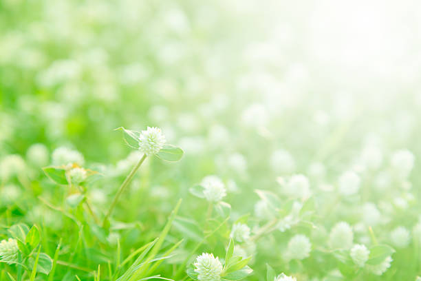 beautiful green nature background, soft focus wild flowers meadow