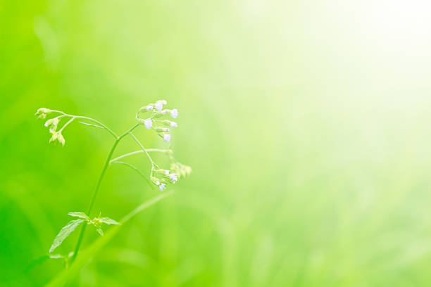 istock beautiful green nature background, abstract soft focus wild flowers 609795388
