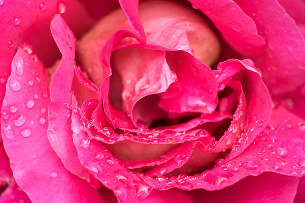 istock Roses flower in pink color 609795738