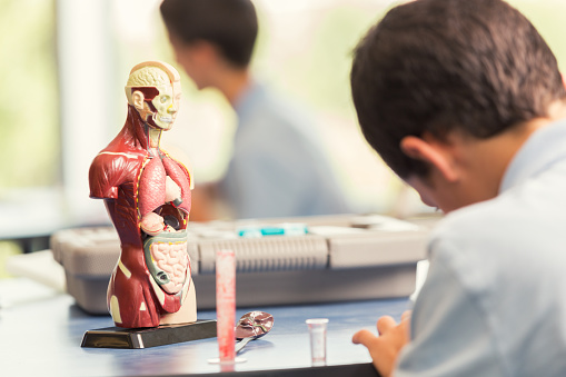Unrecognizable male elementary age student working in his science class. A model of the human anatomy is on the desk in front of him.