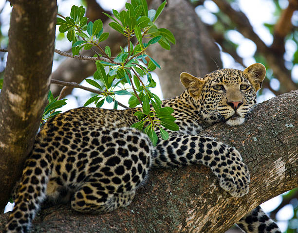 istock Leopard on a tree. National Park. Kenya. Tanzania. 609796826