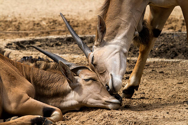 Antelope Love stock photo