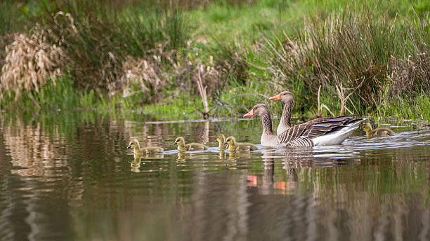 istock Geese family 609799440