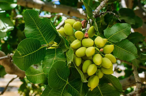 Close-up of ripening pistachio (Pistacia vera) nuts on tree.  The fuit are at their early stage of ripening so they are bright yellow green in color.  The fruit and leaves are lit from sunlight.  The fruit in the foreground is in focus and other fruit and leaves in the background are out of focus.  