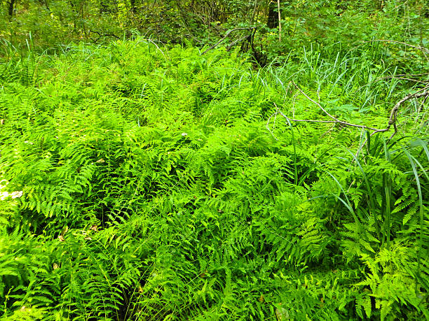 istock Green fern in a forest 609800524