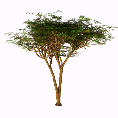 The Umbrella Acacia Tree is found in the Sahel of Africa, the Sudan and the Middle East.