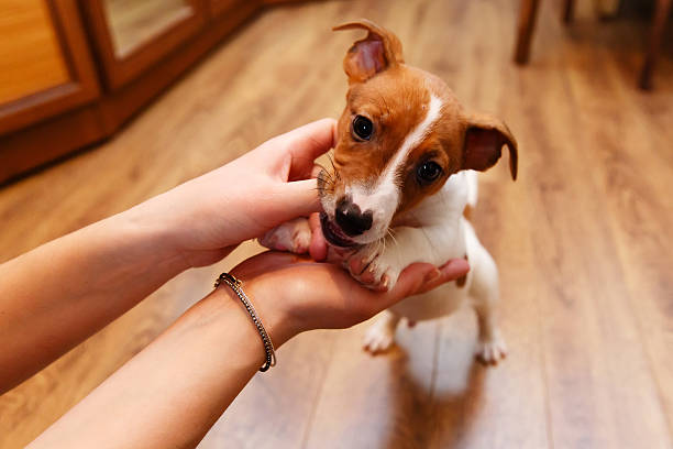 istock Jack Russell Terrier, puppy 609801064
