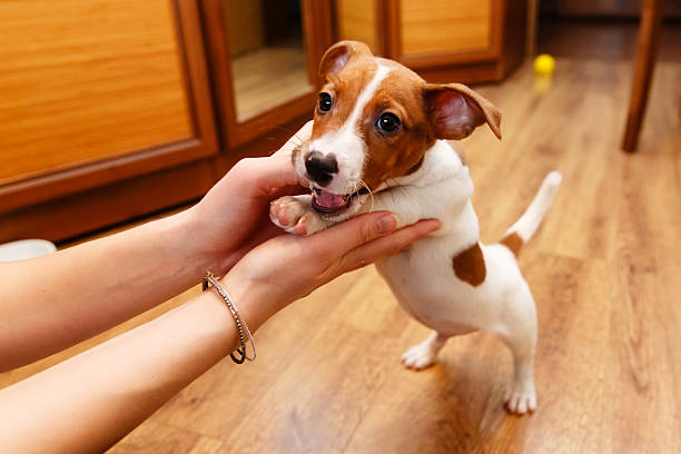 istock Jack Russell Terrier, puppy 609801110