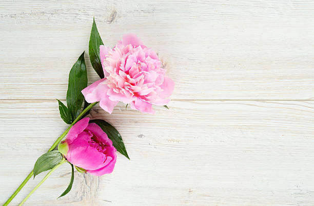 istock peony flowers on wooden surface 609801212