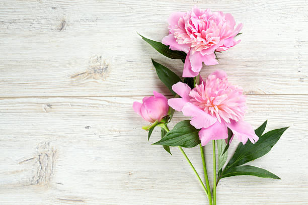 istock peony flowers on wooden surface 609801678