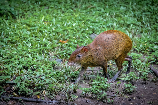 Agouti - Copan, Honduras Agouti - Copan, Honduras dasyprocta stock pictures, royalty-free photos & images