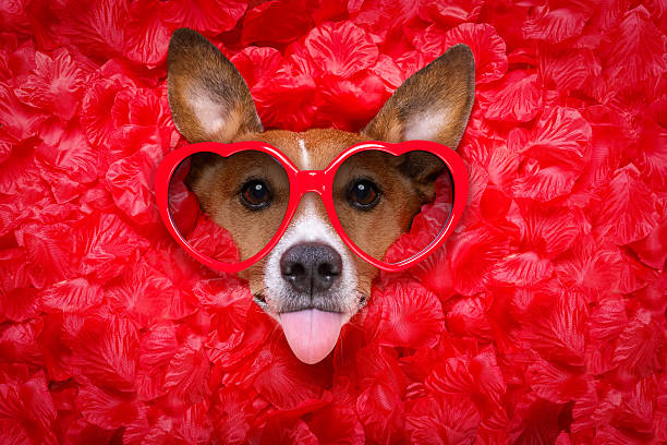istock dog love rose valentines selfie 609802296