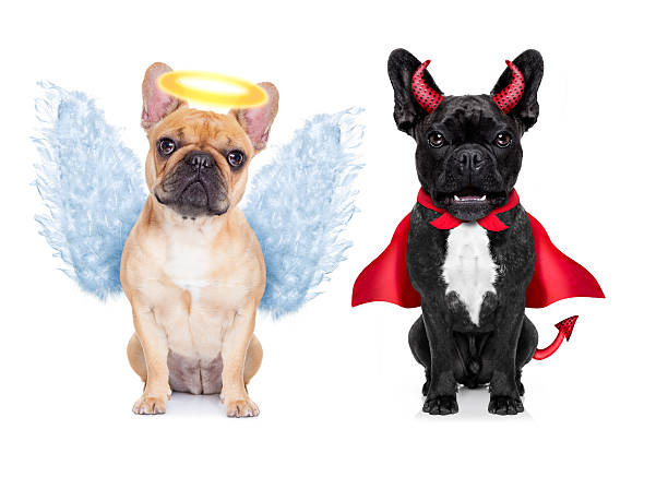 diabo e um anjo - devil dogs imagens e fotografias de stock