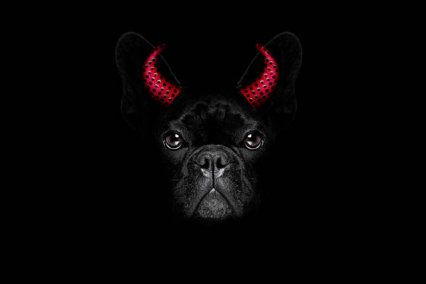halloween  witch french bulldog  dog  dressed as a bad devil with horns, isolated on black dark dramatic background