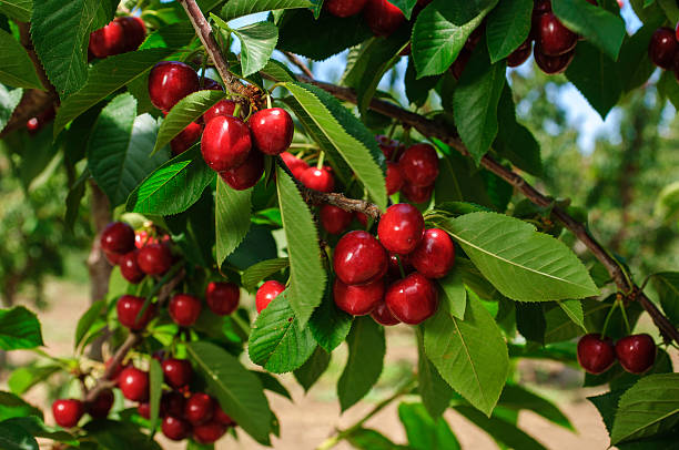 Close-up of ripening bing cherries (Prunus avium) on fruit tree.  Tree and fruit are weighed down by the number of cherries on tree. Cherries and leaves are lit by sunlight.  The background is out of focus.