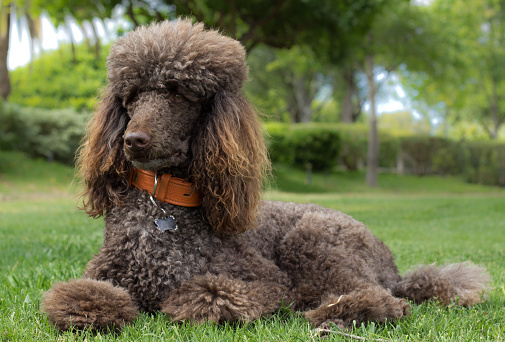 Standard poodle laying down in the park