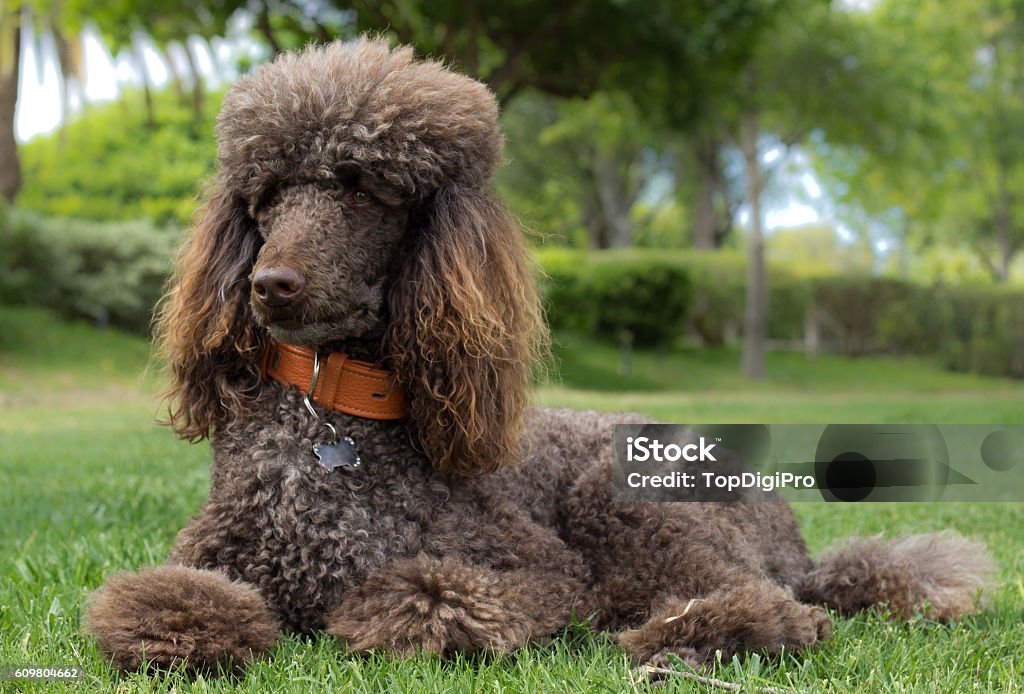 Poodle laying in grass Standard poodle laying down in the park Standard Poodle Stock Photo