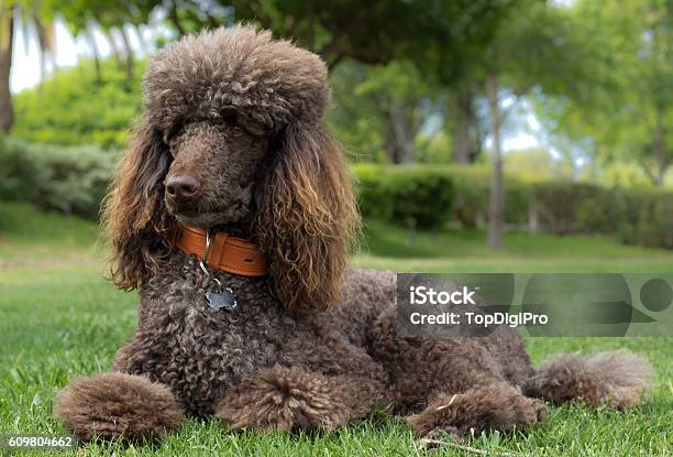 Poodle Laying In Grass Stock Photo - Download Image Now - Standard Poodle, Poodle, Brown
